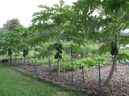 Papaya Seedlings