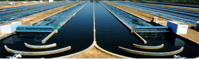 Spirulina Supplement