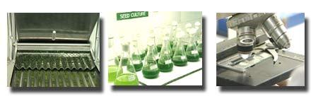 Spirulina