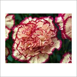 Cornation By Colours