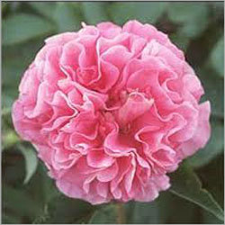 Pink Carnation