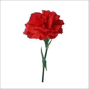 Red Carnation