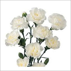 White Carnation