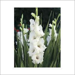 White Gladiolus