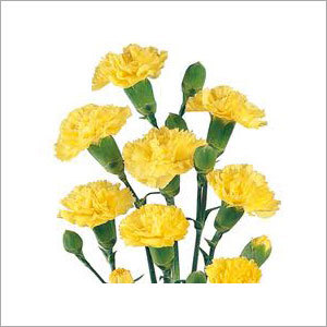 Yellow Carnation