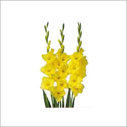 Yellow Gladiolus