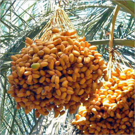 Yellow Date