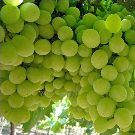fresh grapes