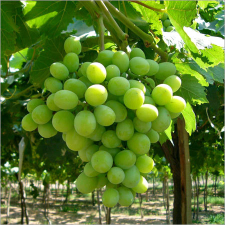 Green Grapes