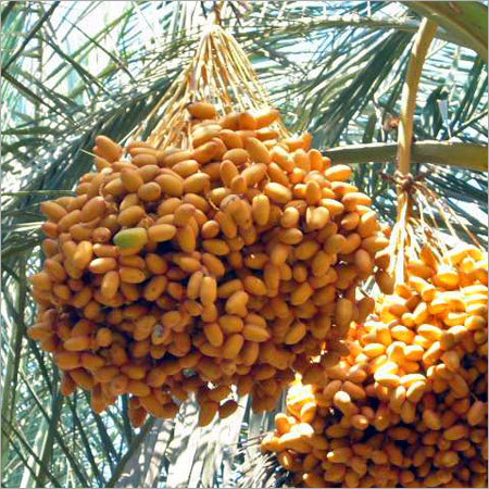 Fresh Yellow Date