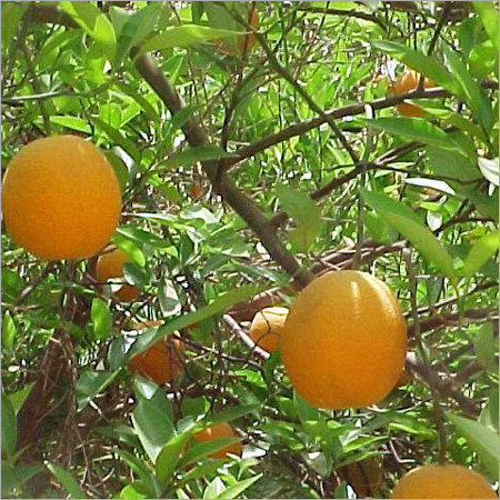 oranges