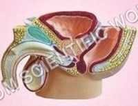 Human Pelvis Male - Pvc Material, 2.5 Kg Weight, Skin Color | Designed For Medical Students, Usage In Schools & Nursing Institutes