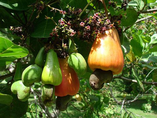 cashewnut fruits