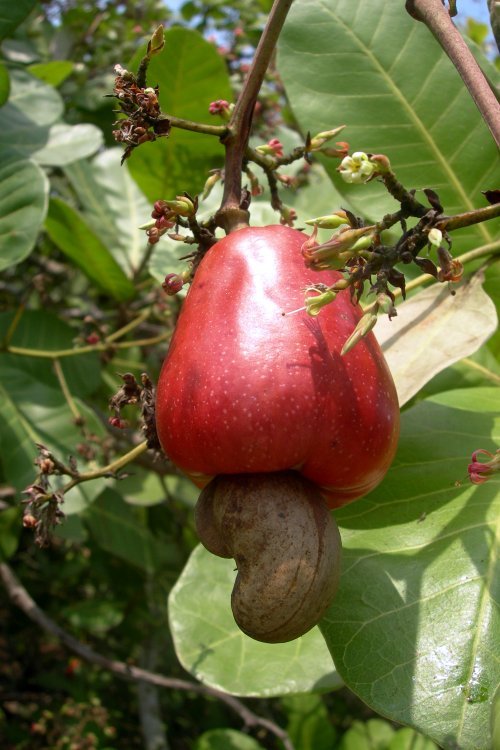gardencashew 1