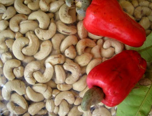 raw.cashew