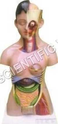 Educational Model Human Torso Female