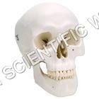 Human Skull Model