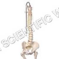 Human Spine Model