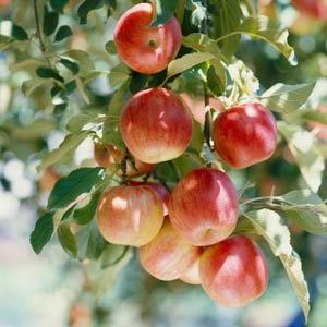 Fresh Apples