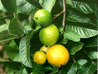 Fresh Guava