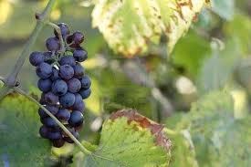 Grapes