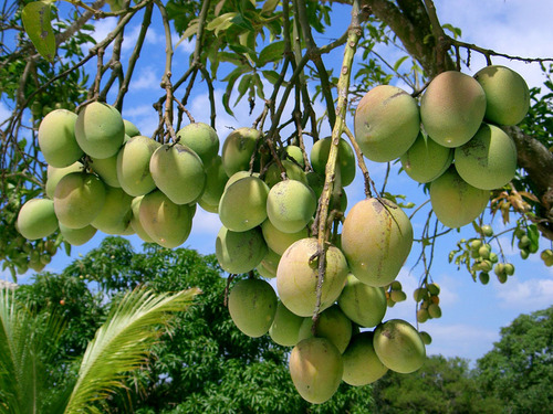 Mango