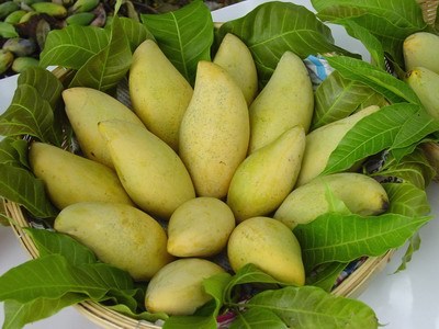 Mango Fruits