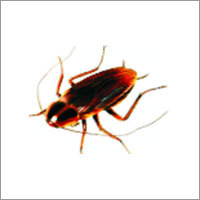Cockroach Killer