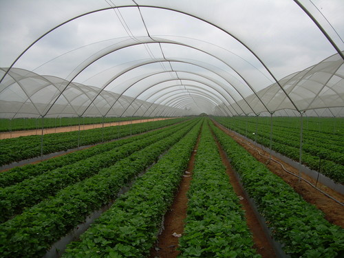 Agro Shade Net