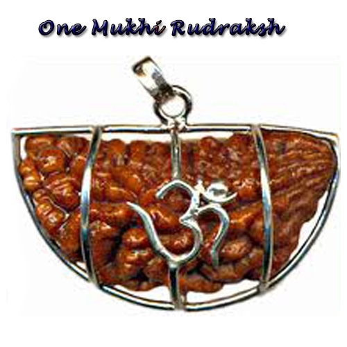 Ek mukhi kaju dhanarudrakshOne face rudraksha