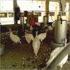 Turkey Farming Projects