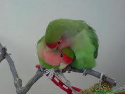 Color Birds