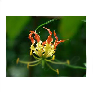 Gloriosa Superba
