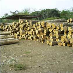 Industrial Teak Wood