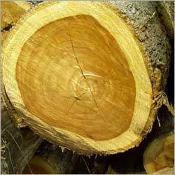 American Teak Wood