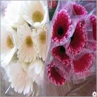 Gerbera Flowers