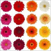 Fresh Gerbera Flower