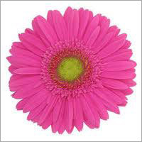 Pink Gerbera