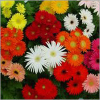 Multicoloured Gerbera Flowers