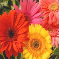 Natural Gerbera Flowers