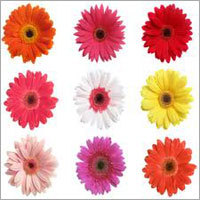 Coloured Gerbera Flowers
