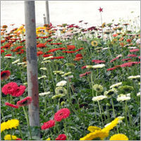 Healthy Flowers