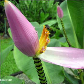 Banana Flower Bee