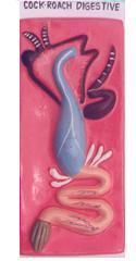 CREUZET Cockroach Digestive System Model
