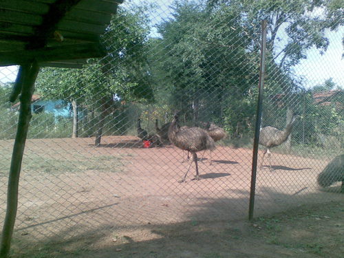 Emu Bird