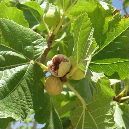 Dried Figs