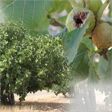 Soft Dried Figs