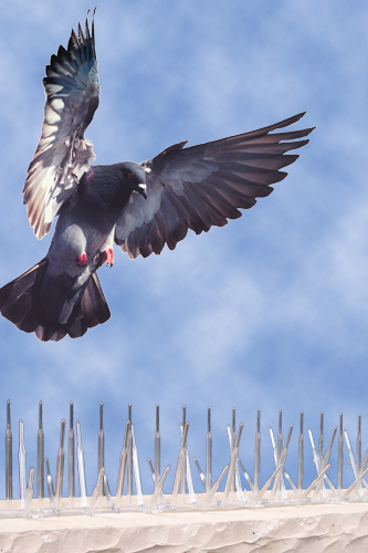Bird Spikes
