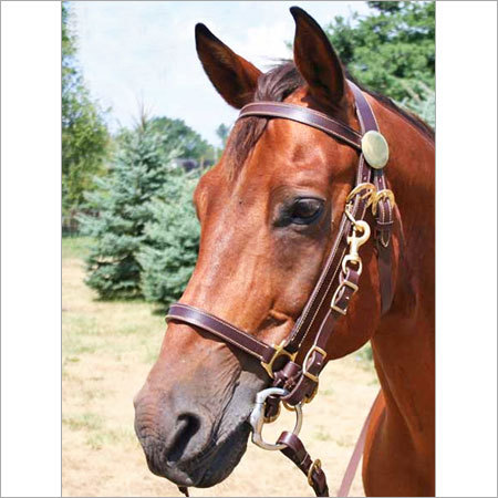 Combo Halter Bridle