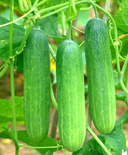 Cucumbers